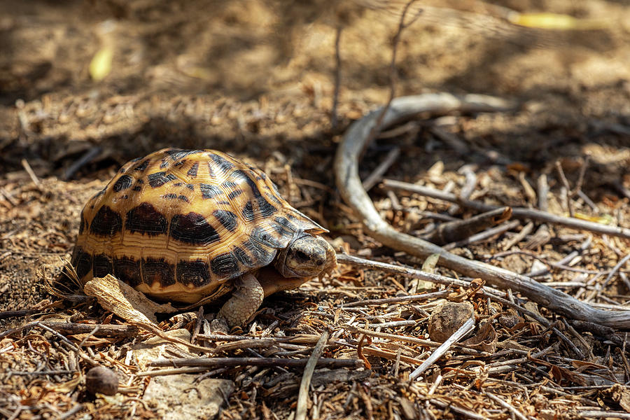 Spider tortoise, Pyxis arachnoides, Arboretum d'Antsokay, Madagascar ...