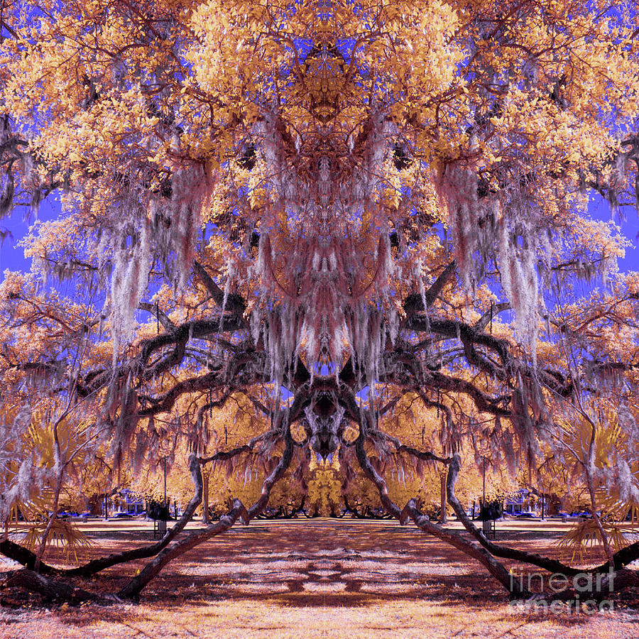 Spider Tree Digital Art by Amy Curtis