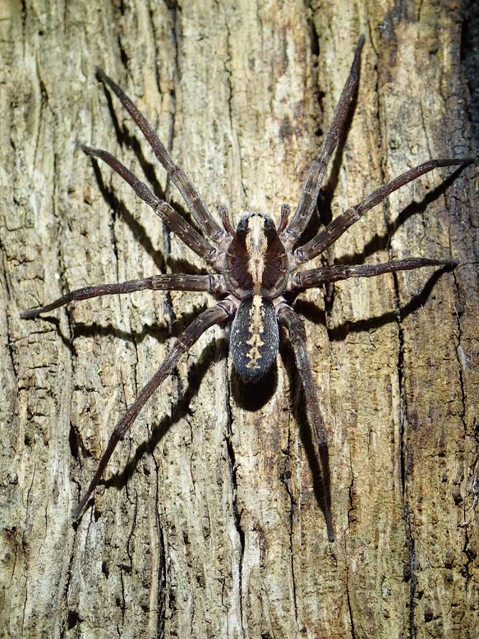 Spider Tropical Wolf Spider Arachnid Nature 1709 Mixed Media by Poster ...