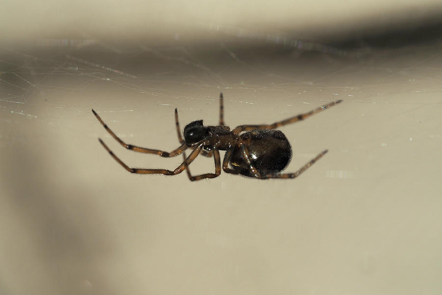 Spider under the web Painting by Sv Bell Spider under the web Painting by Sv Bell