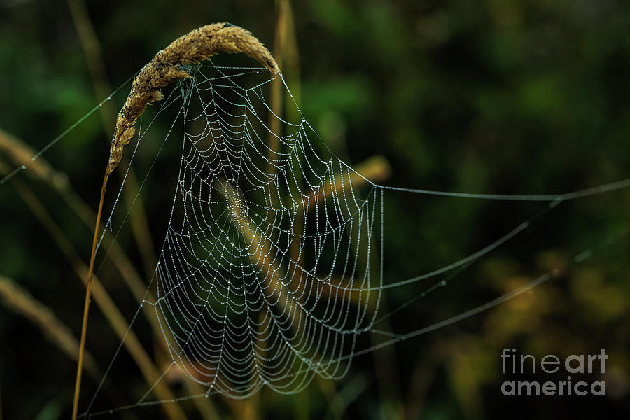 Spider Web 12 Photograph