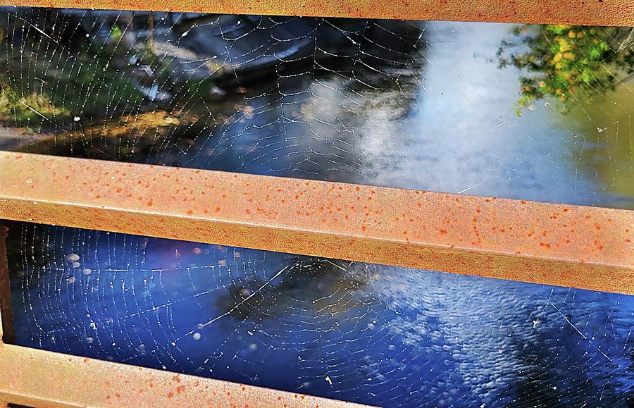 Spider Web Photograph by Ally White