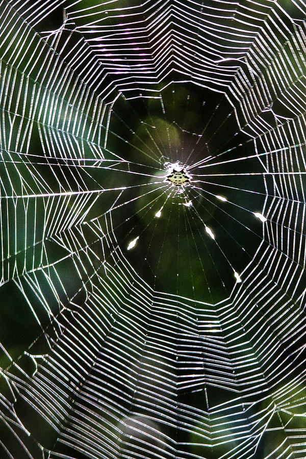 Spider Web at Fort Macon State Park Photograph by Bob Decker