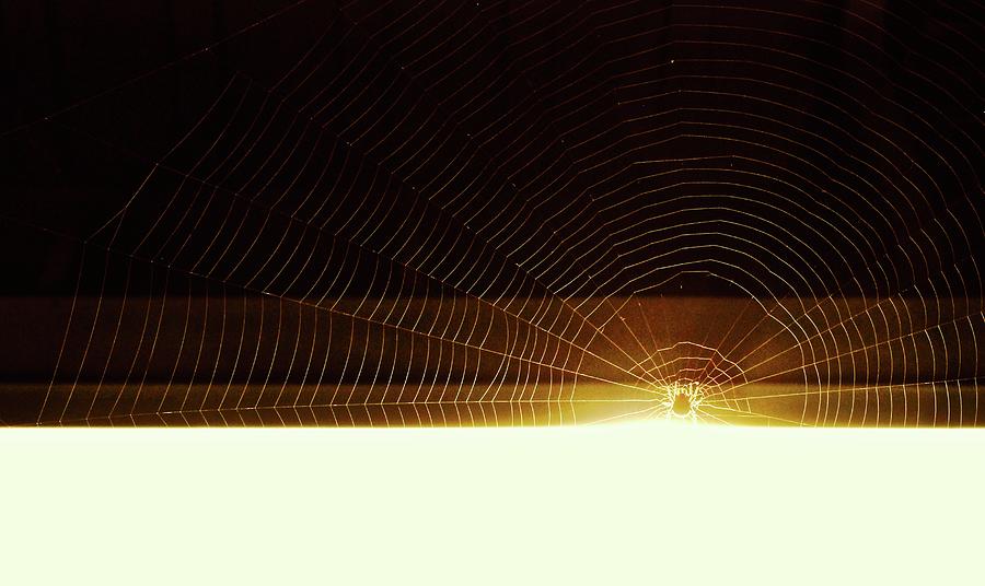 Spider web at sunrise Photograph by Brian Sereda