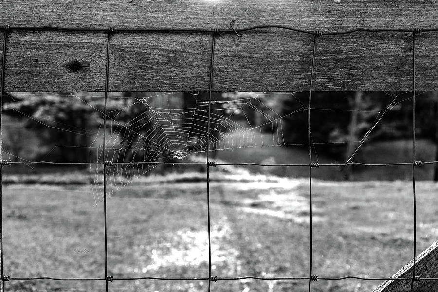 Spider Web Black And White Photograph by Sharon Popek
