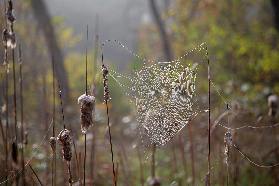 Spider Web Photograph by Brooke T Ryan