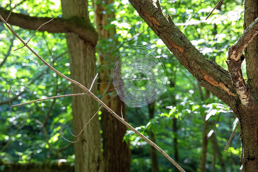Spider Web Photograph