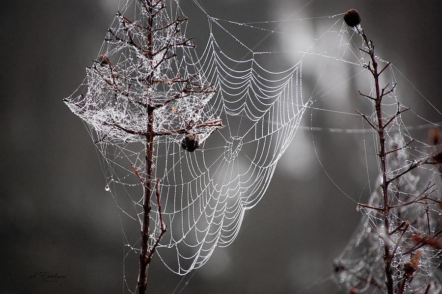 Spider Web Decorated Tree with the morning dew by RD Erickson Spider Web Decorated Tree with the morning dew by RD Erickson