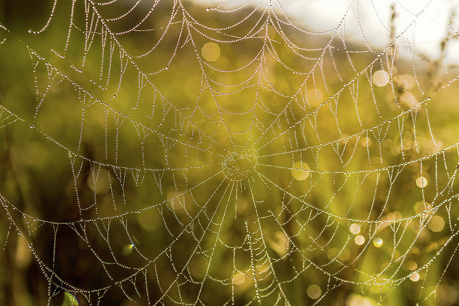 Spider Web Diamonds Photograph by Eric Albright