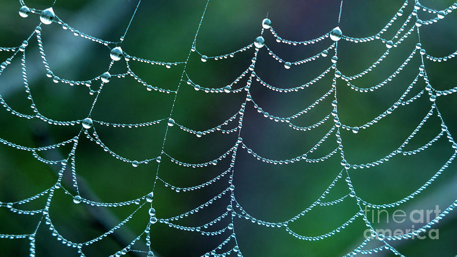Spider web droplets Photograph by Craig Shaknis