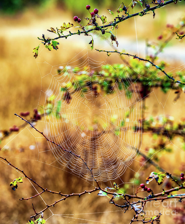 Spider Web Early Morning Photograph by M G Whittingham