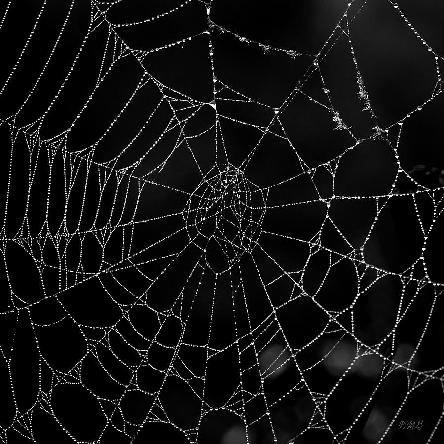 Spider Web I BW Photograph by David Gordon