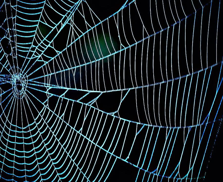 Spider Web In Blue Photograph
