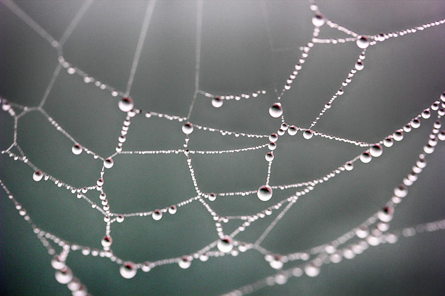 Spider Web in Fog 2 090222 Photograph by Mary Bedy
