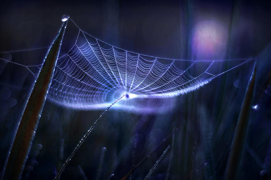 Spider's Web Photograph - Spider web by Iwona Sikorska