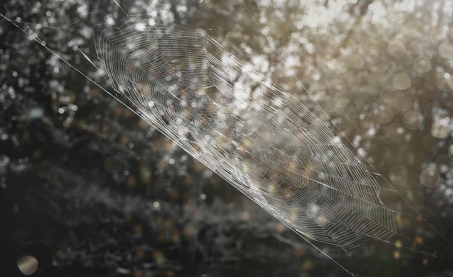 Spider Web Photograph by Joan Carroll