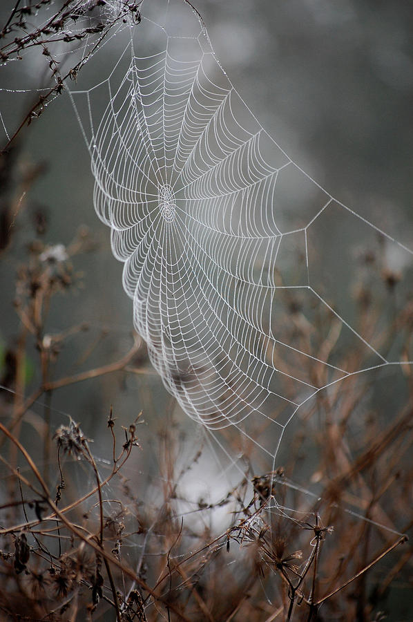 Spider Web Sail with Morning Dew by RD Erickson Spider Web Sail with Morning Dew by RD Erickson