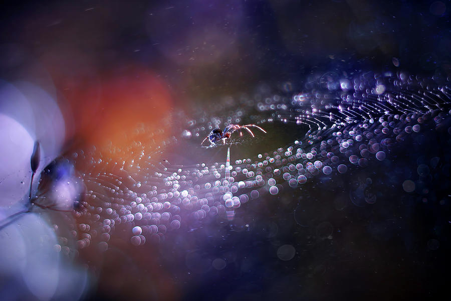 Spider Web. Spider Galaxy Photograph