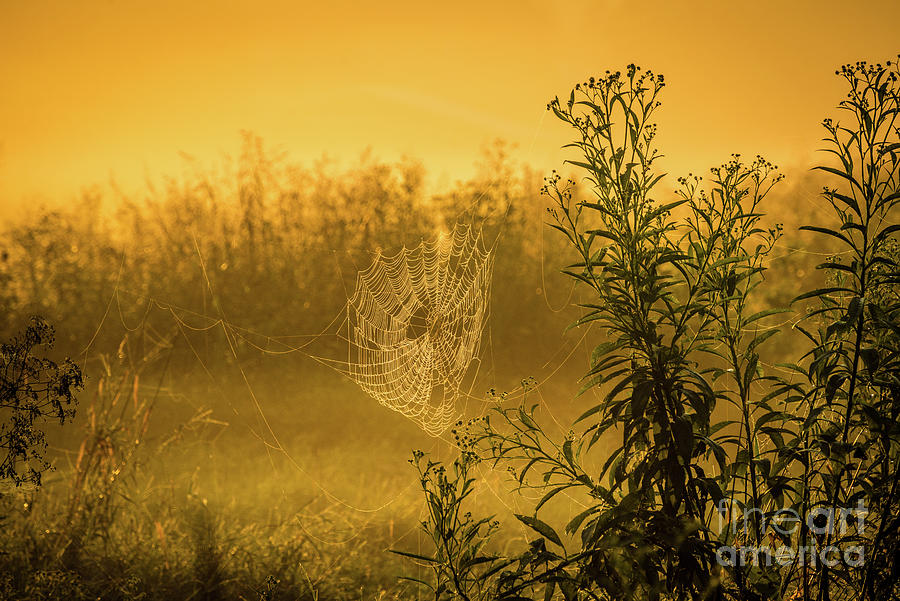 Spider Web Sunrise - Floyds Fork - Kentucky Photograph by Gary Whitton