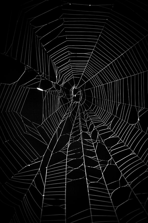 Spider Web Photograph by Thepalmer