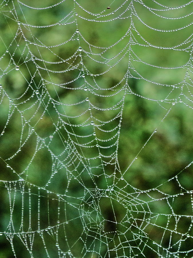 Spider Web with Dew Photograph by Daniel Koglin - Pixels