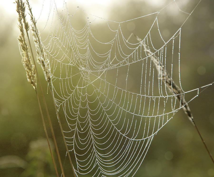 Spider Web With Dew Drops Photograph by Mikhail Kokhanchikov - Fine Art ...