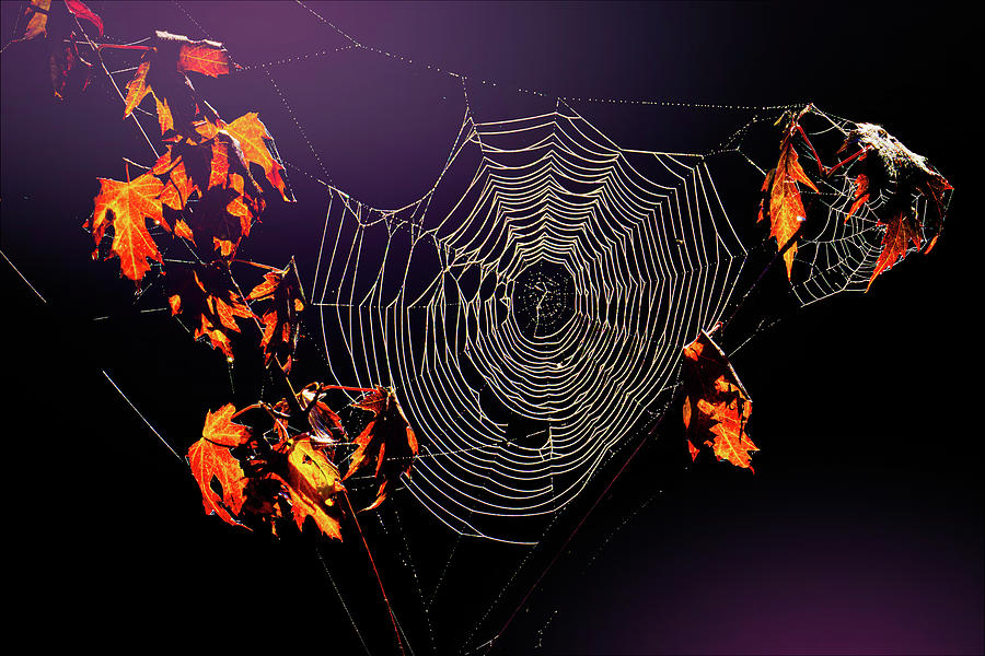 Spider Webs Photograph by Carl Simmerman