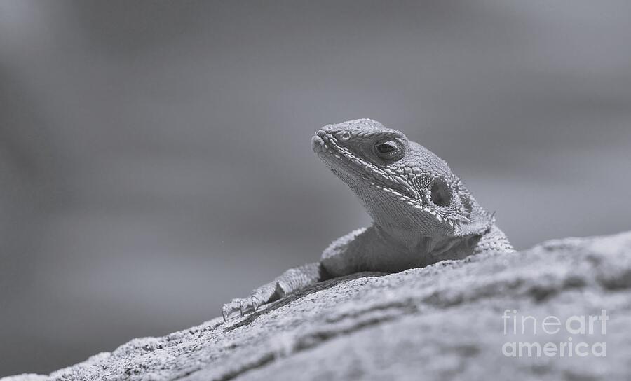 Spiderman agama on a rock basking in the sun in mono Photograph by ...