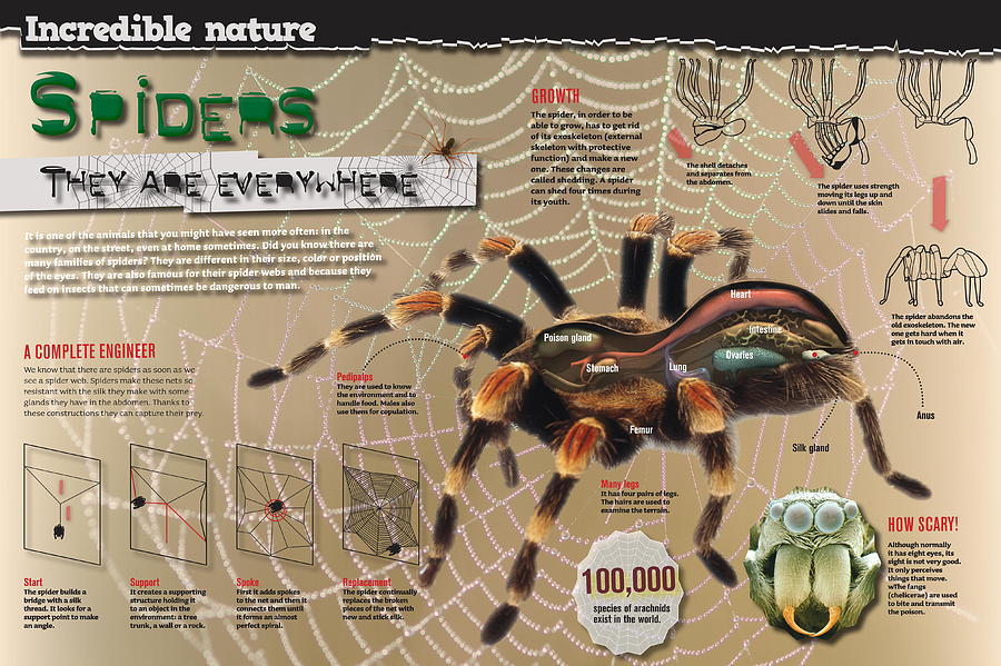 Spiders Digital Art by Album