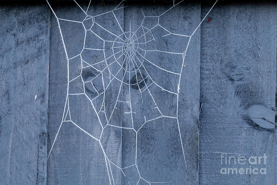Spiders web on fence covered in ice Photograph by Simon Bratt