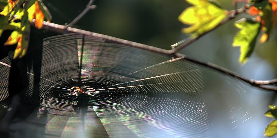 Spiders Web Photograph by Jerry Sodorff