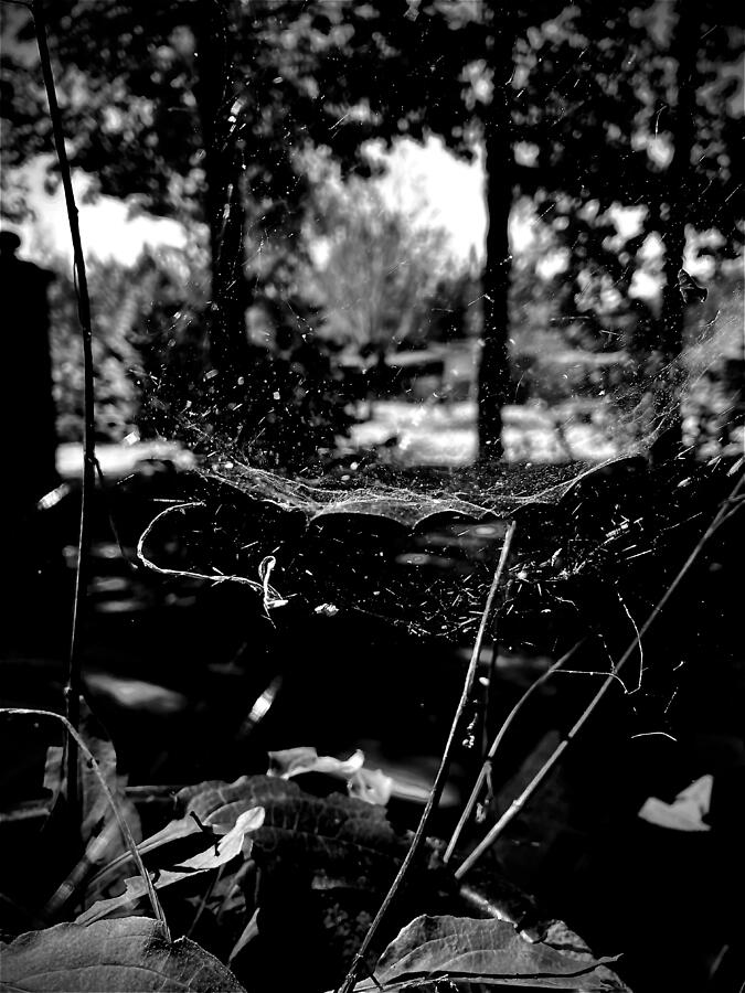 Spiderweb Photograph by Brandon Strellis Spiderweb Photograph by Brandon Strellis