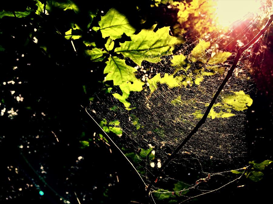 Spiderweb in the Forest Photograph by Kathrin Poersch