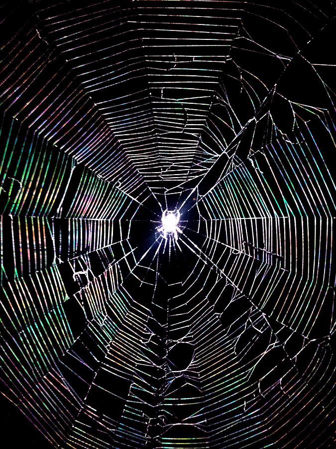 Spiderweb Photograph by Kenny Glover