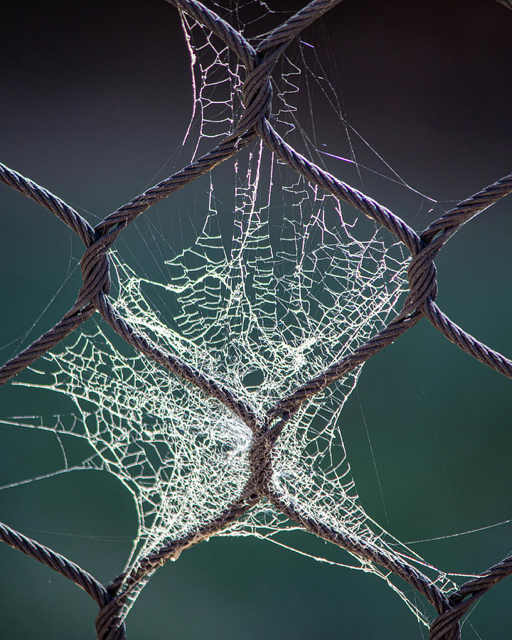 Abstract Photograph - Spiderweb on a Fence by Teresa Wilson