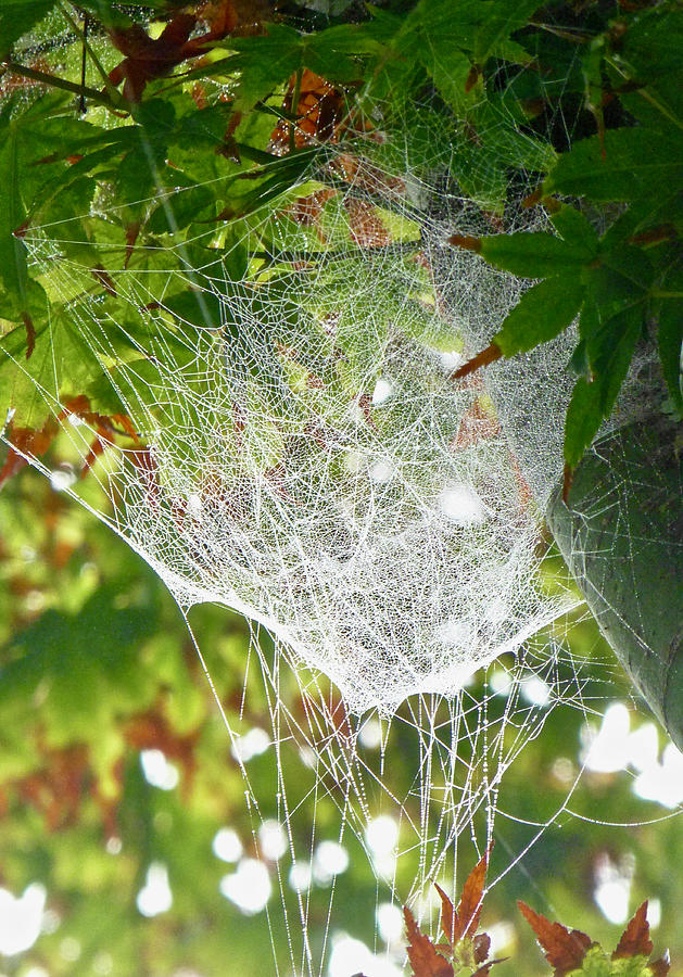 Spiderweb under Japanese Maple Photograph by Amelia Racca