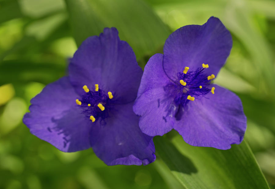 Spiderwort Due in The Afternoon Sun Photograph by Iris Richardson