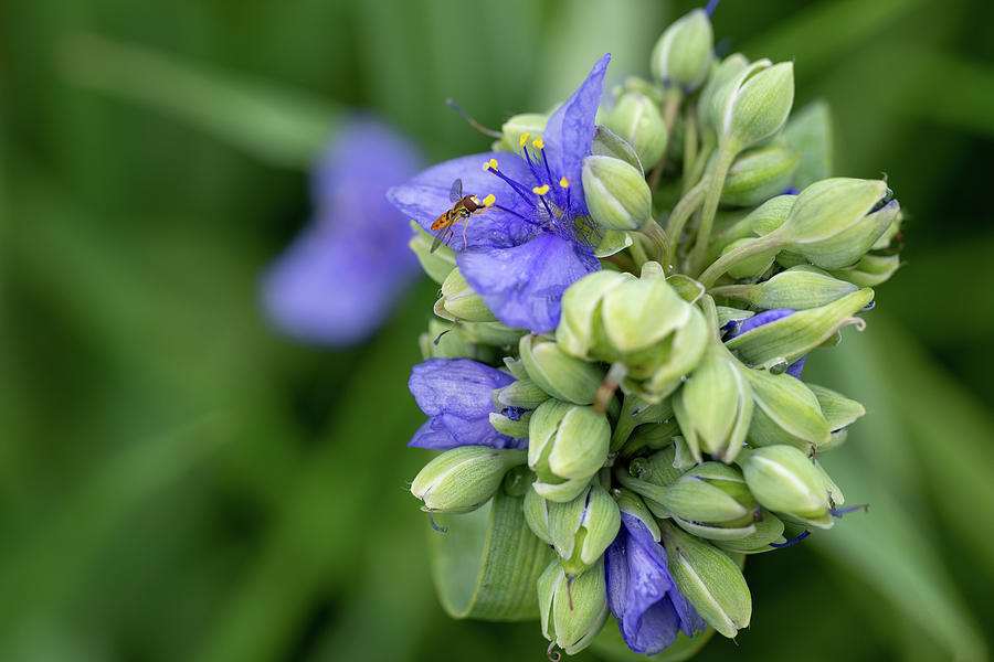 Spiderwort Flowers Hosting Hoverfly Photograph by Brooke Bowdren