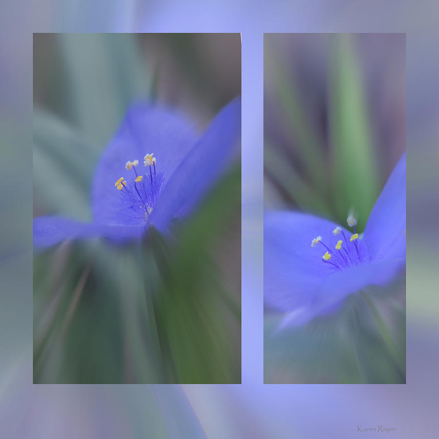 Flower Photograph - Spiderwort flowers by Phil And Karen Rispin
