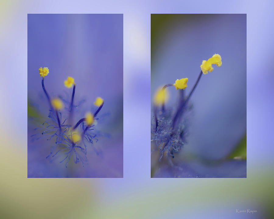 Spring Photograph - Spiderwort by Phil And Karen Rispin