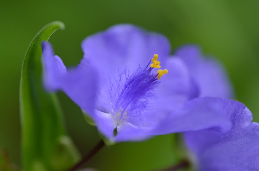 Spiderwort OKeefe Photograph by Rich Clewell