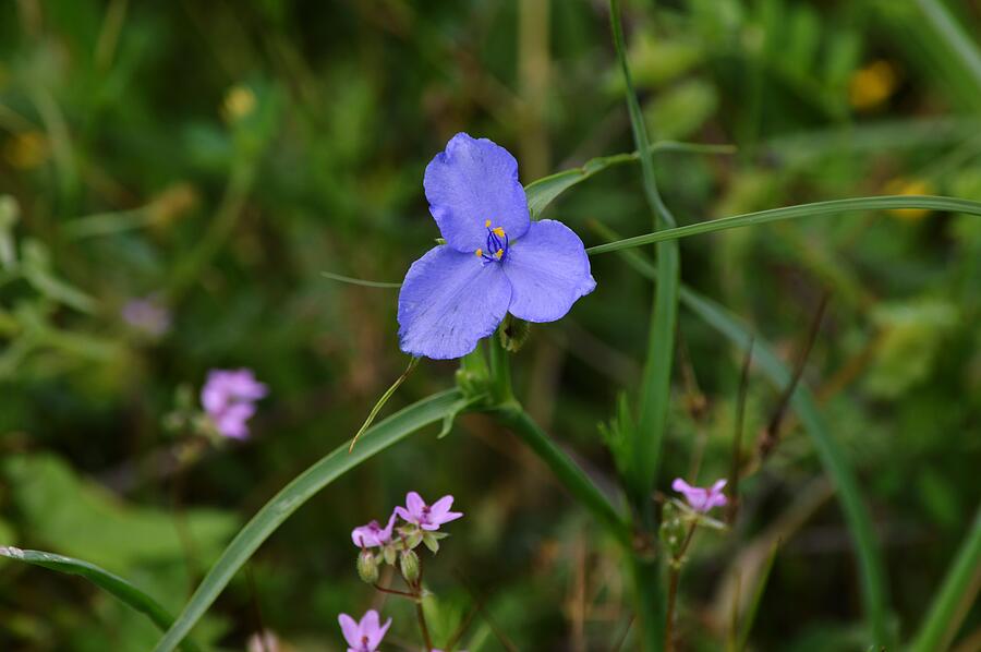 Spiderwort Wildflower with Tiny Pink Friends Photograph by Gaby ...