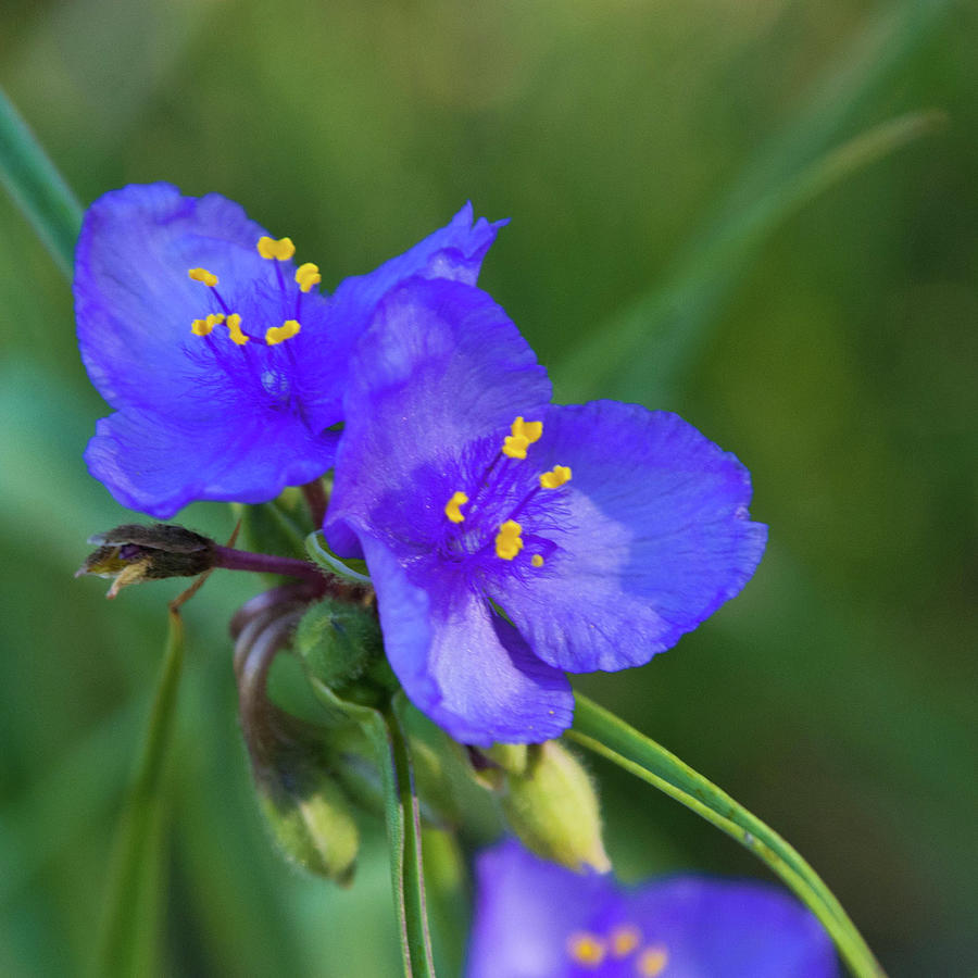 Spiderwort Wildflowers Photograph by Cascade Colors