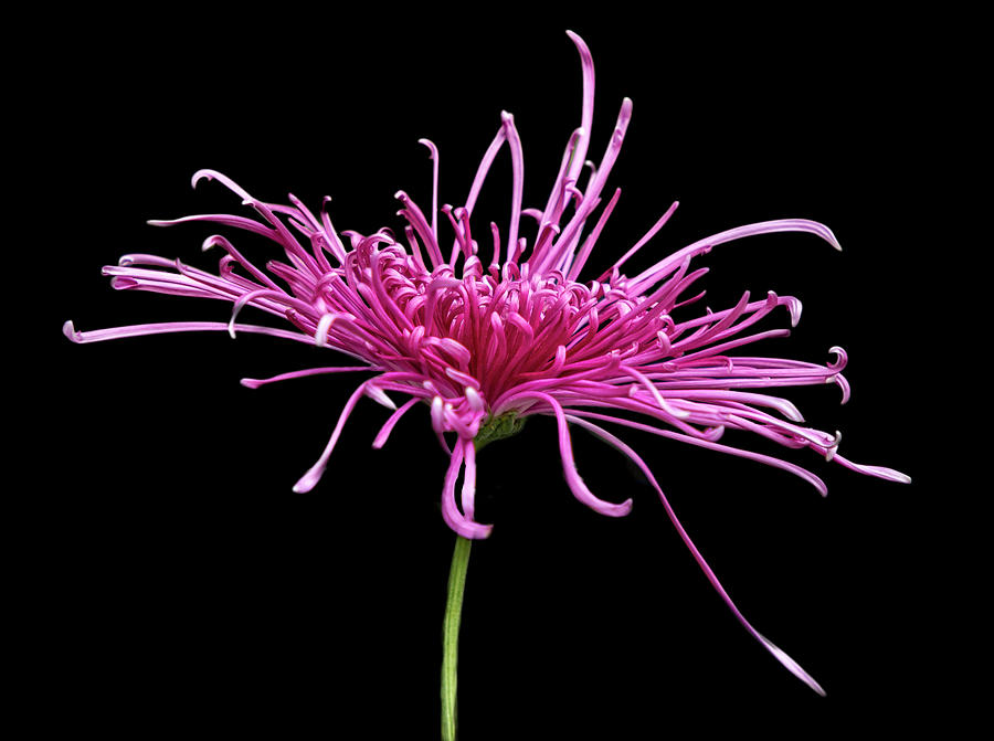 Spidery Chrysanthemum Photograph by Cate Franklyn