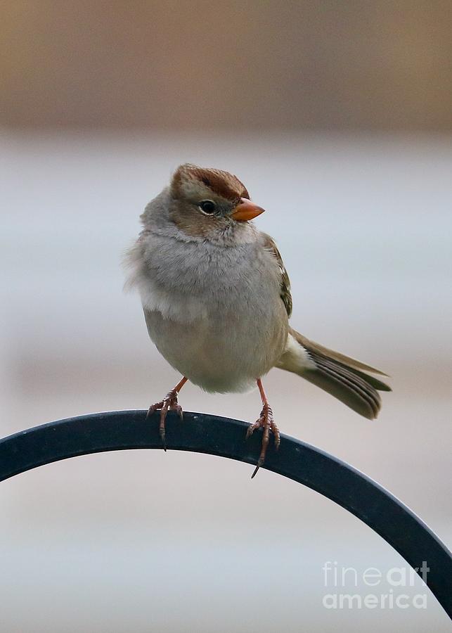 Spiffy Sparrow Photograph by Carol Groenen