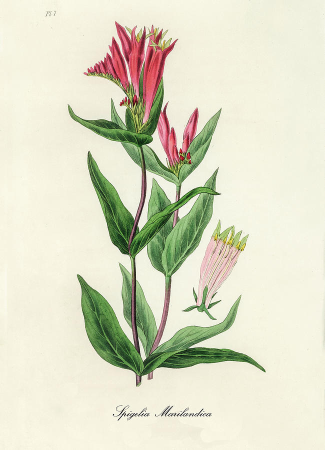 Nature Digital Art - Spigelia Marilandica - Indian Pink - Medical Botany - Vintage Botanical Illustration by Studio Grafiikka