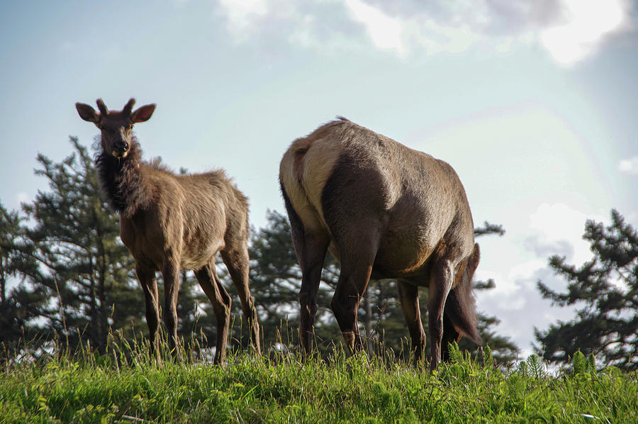 Spike Elk Growing Nubs Photograph