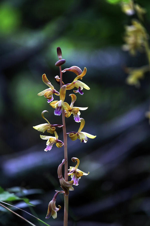 Spiked Crested Coralroot  Photograph by William Rainey