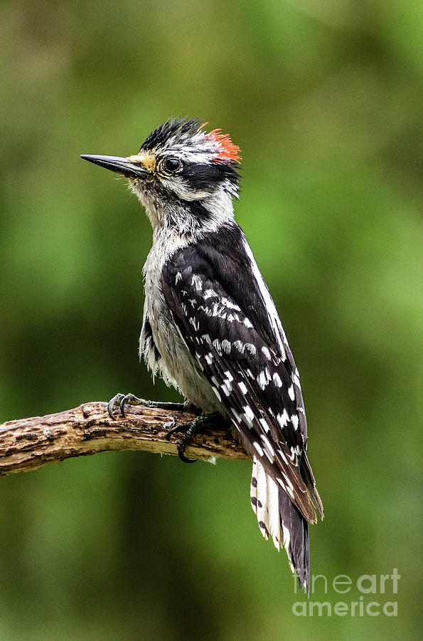 Spiked Hairy Woodpecker Photograph