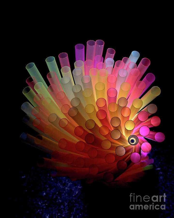 Spiked Rainbow Fish Photograph by Neil Shapiro